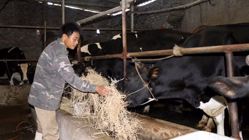 Hội viên Hợp tác xã sản xuất nông sản an toàn thôn Liên Ấp, xã Việt Đoàn, huyện Tiên Du, tỉnh Bắc Ninh chăn nuôi bò sữa.