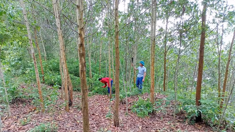Chăm sóc rừng keo gỗ lớn bắt đầu được thực hiện ở Con Cuông.