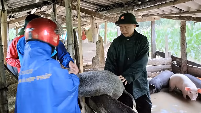 Giúp dân di dời vật nuôi đến nơi an toàn ở xã Môn Sơn, huyện Con Cuông.