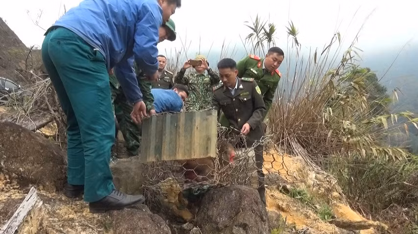 Lực lượng chức năng thả hai cá thể Khỉ mặt đỏ về tự nhiên. (Ảnh Nguyễn Việt)