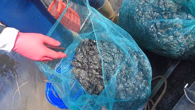 Lặn vẹm cho thu nhập khá.