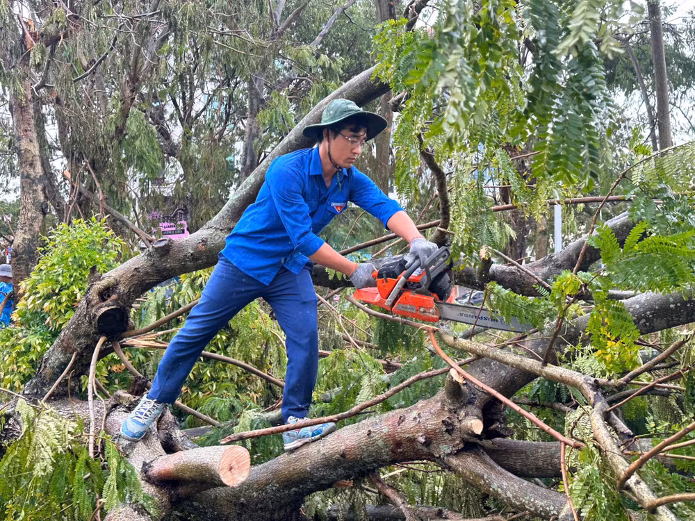 Dọn dẹp cây đổ.