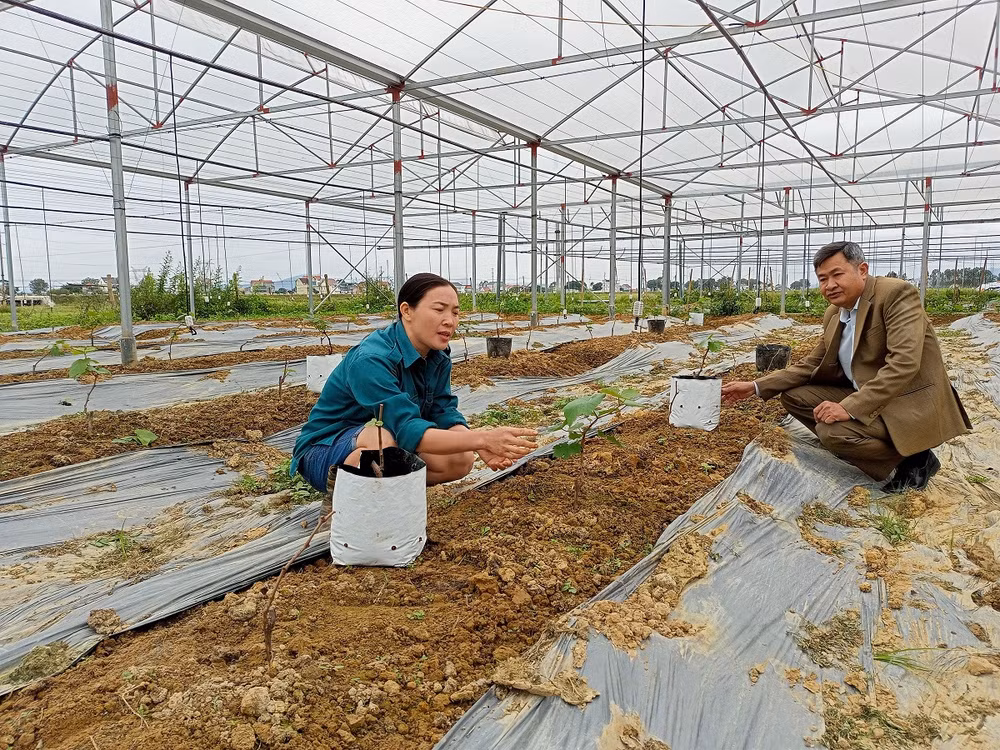 Thí điểm trồng nho trong nhà lưới để làm du lịch canh nông ở Xuân Thành.