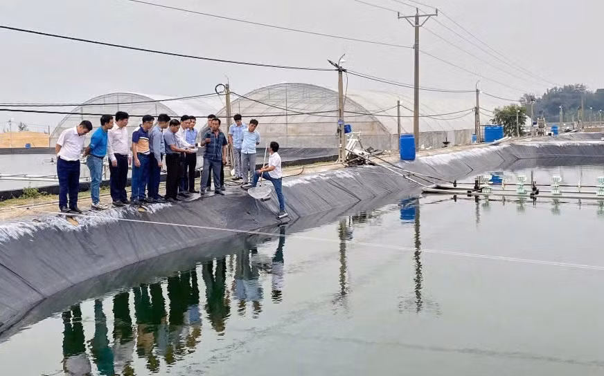 Các đại biểu tham quan mô hình nuôi tôm trên cát ở địa bàn thị xã Hoàng Mai.