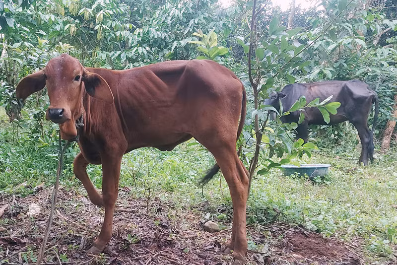 Dịch bệnh lở mồm long móng trên đàn trâu bò của hai huyện Hướng Hóa và Đakrông đang diễn biến phức tạp.