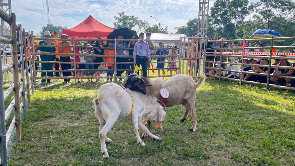 Theo Ban Tổ chức, sau Hội chọi, tất cả các đấu sĩ dê đều được đưa về tiếp tục nuôi dưỡng, chăm sóc, huấn luyện và nhân giống để tạo ra những đàn dê khỏe mạnh, nhanh lớn có chất lượng tốt.