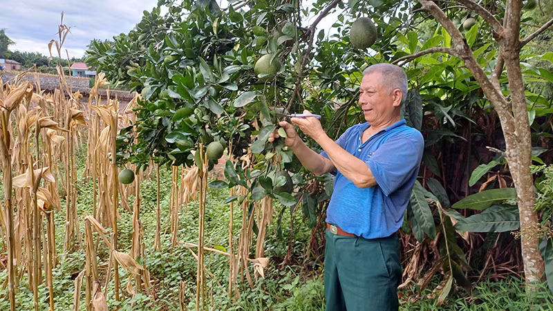 Thương binh Triệu Quốc Tài (xóm Dẻ Đoóng, xã Hồng Việt, huyện Hòa An) chăm sóc vườn cây ăn quả của gia đình.