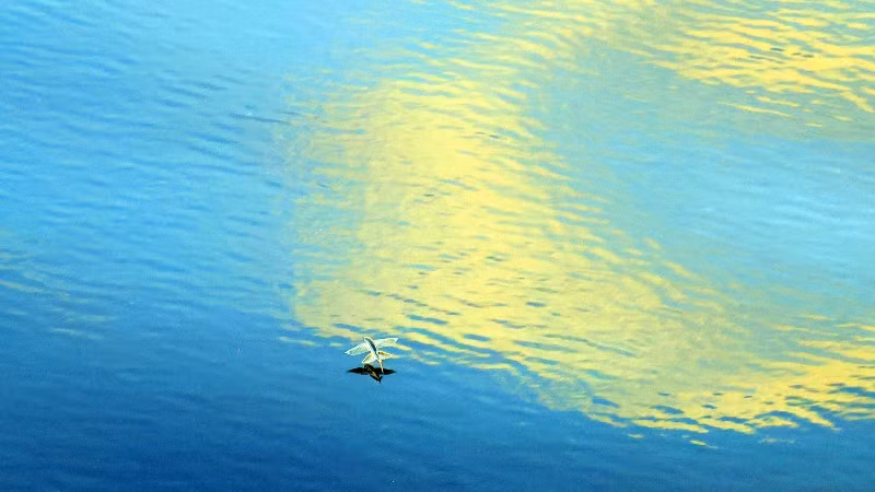 Khoảnh khắc lặng lẽ mà đầy mỹ cảm của cá chuồn.