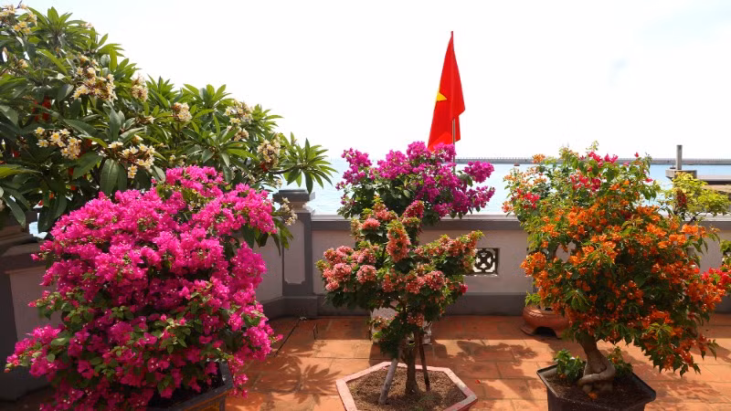 Hoa sứ, hoa giấy chịu được thời tiết khắc nghiệt nhưng vẫn cần sự chăm sóc tận tình. Hoa sứ, hoa giấy chịu được thời tiết khắc nghiệt nhưng vẫn cần sự chăm sóc tận tình.