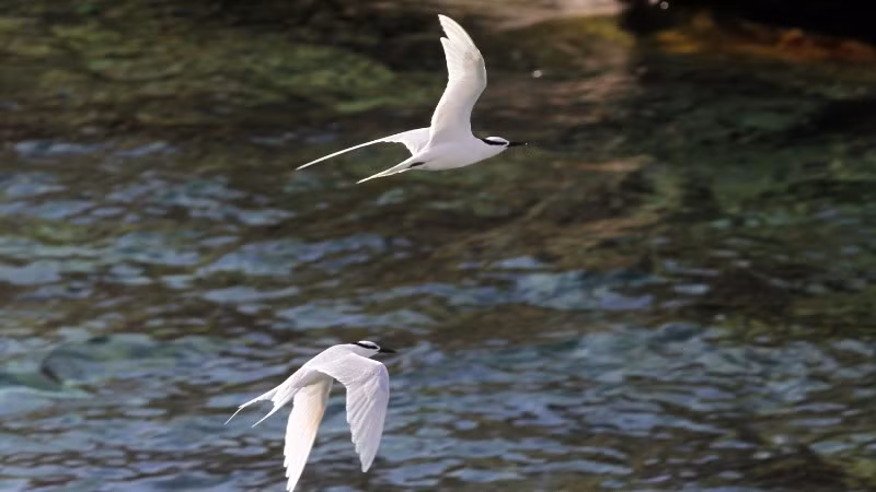 Đôi hải âu sải cánh giữa trùng khơi.