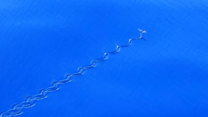 Sự vút lên vô cùng đẹp mắt của cá chuồn.