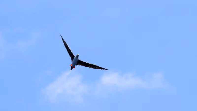 Ó biển luôn chực chờ săn "đường bay" của cá.