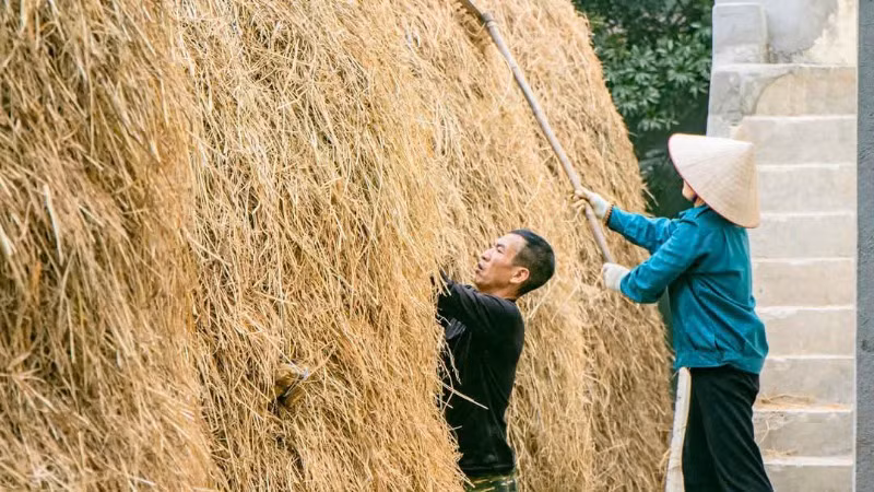Khung cảnh quen thuộc trong sân hợp tác xã.