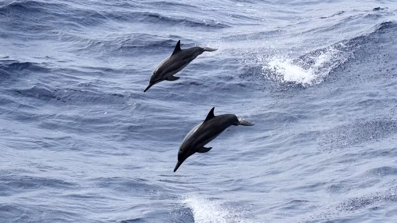Cá heo trong màn "nhảy đôi" ở Trường Sa.