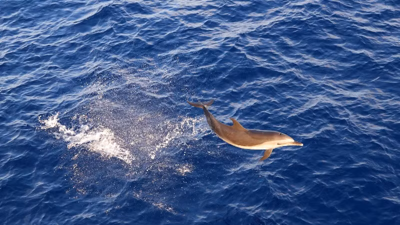 Cá heo tung mình rất uyển chuyển.