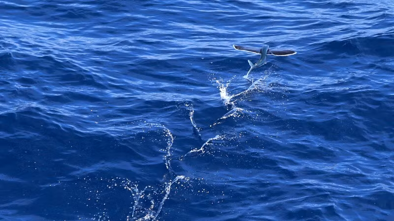 Cá chuồn có thể quẫy vây 60 lần/giây.