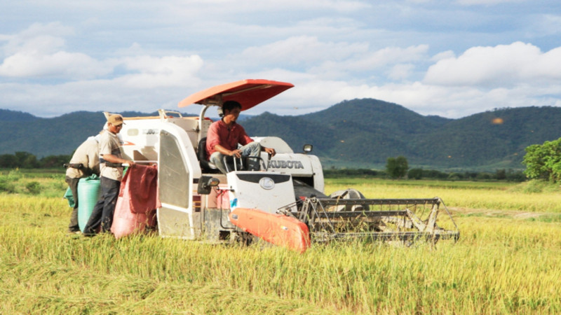 Việt Nam hiện vẫn đang đẩy mạnh sản xuất để ổn định nguồn cung lúa gạo. 