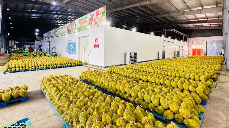 Sầu riêng Việt Nam đang được xuất khẩu nhiều sang thị trường Trung Quốc. 