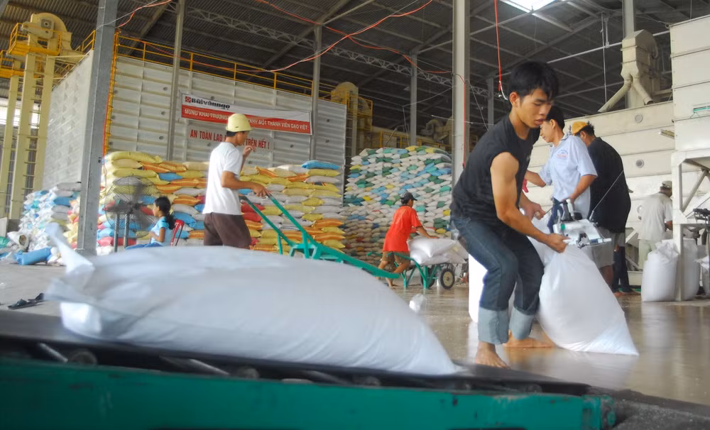 Đóng gói gạo xuất khẩu tại Công ty CP Gentraco (thành phố Cần Thơ).