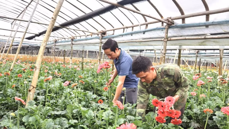 Sản phẩm OCOP hoa đồng tiền của xã Đồng Tháp, huyện Đan Phượng, thành phố Hà Nội. 