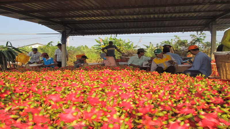 Thanh long là một trong những mặt hàng xuất khẩu chủ lực của ngành rau quả Việt Nam. 
