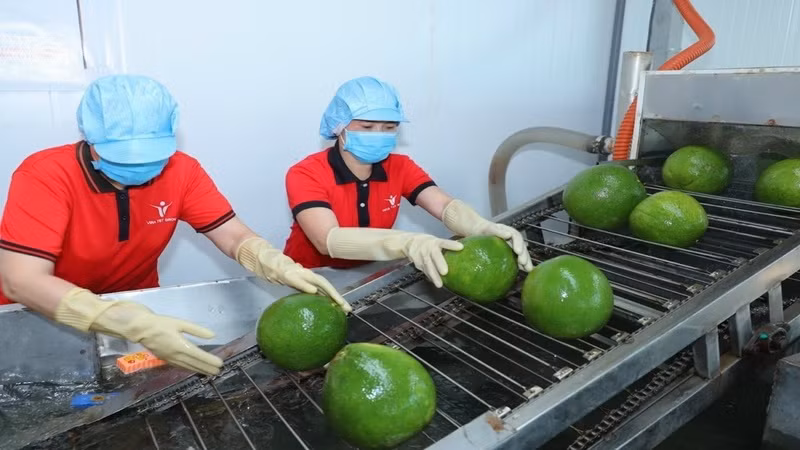Sơ chế bưởi xuất khẩu tại Công ty TNHH Thương mại dịch vụ xuất nhập khẩu Vina T&T.