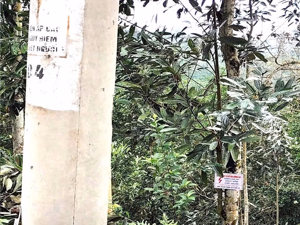 Những cây cao có nguy cơ gãy đổ, ngành điện đã gắn biển cảnh báo kèm số điện thoại.