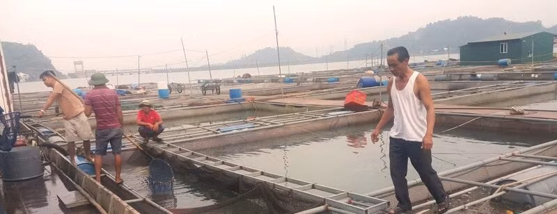 Thu hoạch cá lồng