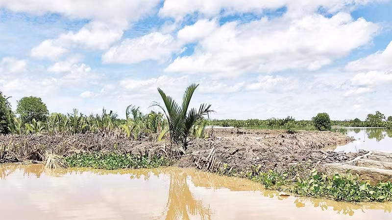 Từng tán dừa nước bị đắp đập bao chiếm. Từng tán dừa nước bị đắp đập bao chiếm.