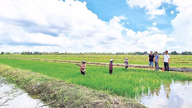Nông dân xã Trần Hợi, huyện Trần Văn Thời xuống giống đợt đầu đúng thời vụ nên lúa phát triển tốt.