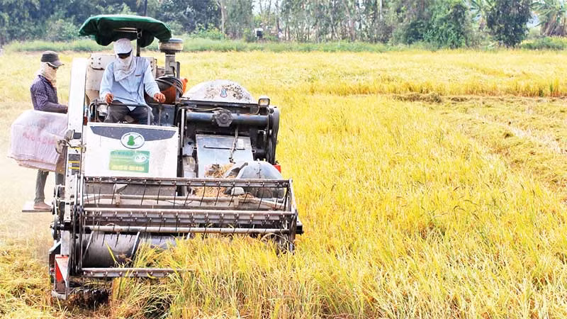 Thu hoạch lúa hè thu năm 2023 tại Sóc Trăng.