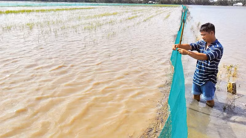 Người dân thường xuyên kiểm tra bờ bao, lưới cước, đề phòng cá ra bên ngoài.