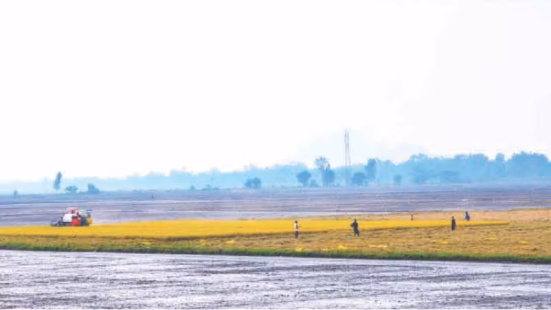 Người dân ở huyện Tri Tôn, tỉnh An Giang thu hoạch lúa. (Ảnh Phong Linh)