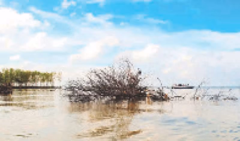 Đai rừng phòng hộ biển Tây (đoạn Kênh Mới, xã Khánh Hải, huyện Trần Văn Thời) bị tàn phá nặng nề.