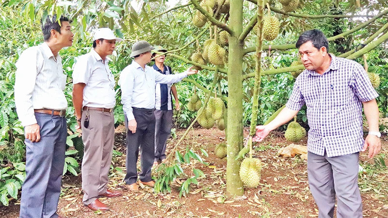 Trồng cây sầu riêng ở Đắk Lắk. Ảnh CÔNG LÝ