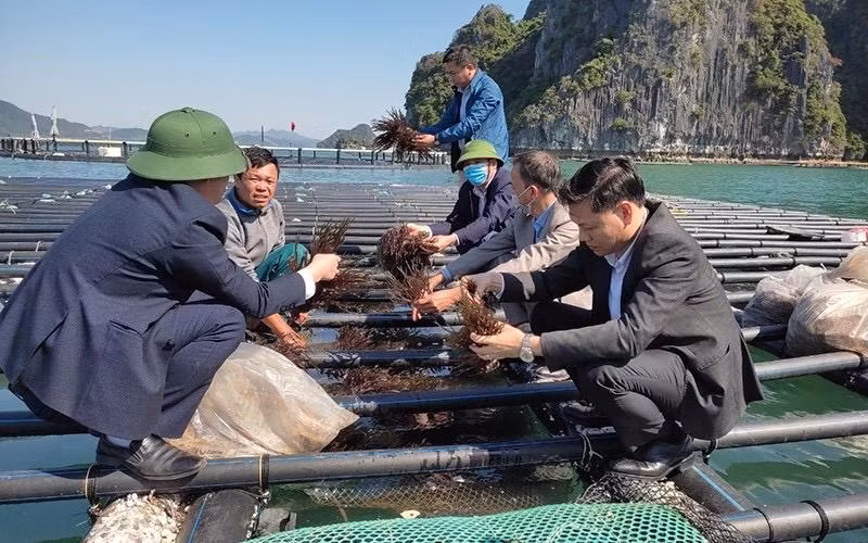 Mô hình nuôi rong biển với vật liệu và kỹ thuật mới trên địa bàn tỉnh Quảng Ninh.