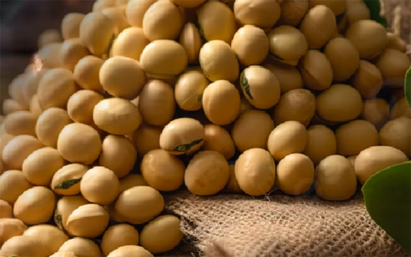 Giá đậu tương chấm dứt chuỗi ngày giảm do Brazil cắt giảm sản lượng