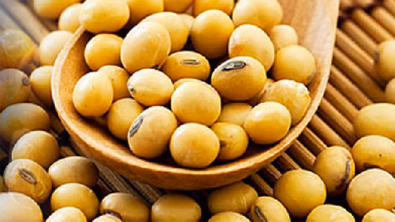 Giá đậu tương xuống mức thấp nhất kể từ tháng 6 do triển vọng nguồn cung