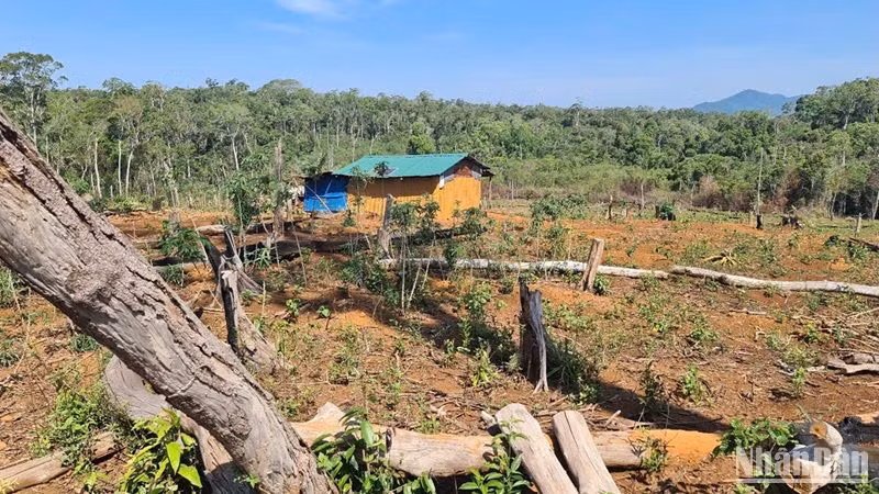 Nhiều diện tích rừng trên lâm phần do Công ty TNHH MTV Đắk N'Tao quản lý đã bị người dân lấn chiếm canh tác, làm nhà ở.