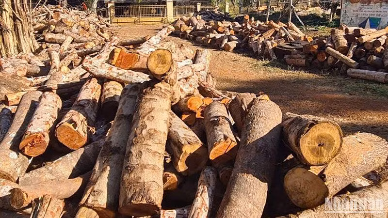 Lực lượng chức năng tỉnh Đắk Nông đã tổ chức khám nghiệm hiện trường vụ khai thác lâm sản trái phép dọc đường tuần tra biên giới thuộc Đồn Biên phòng Bu Cháp, thu giữ tang vật là gỗ khai thác trái phép, xe cày độ chế để phục vụ công tác điều tra, xử lý.