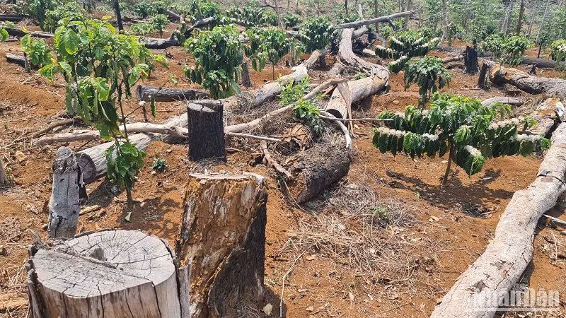 Hàng nghìn ha rừng dự án nằm xuống nhường chỗ cho các loại cây nông nghiệp, cây công nghiệp lâu năm mọc lên. Hàng nghìn ha rừng dự án nằm xuống nhường chỗ cho các loại cây nông nghiệp, cây công nghiệp lâu năm mọc lên.