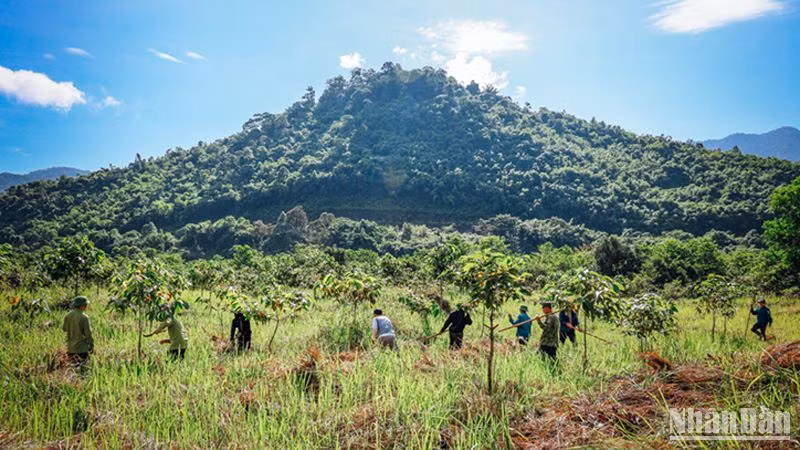 Từ nguồn kinh phí trồng rừng thay thế, hỗ trợ của các tổ chức, Vườn quốc gia Tà Đùng đã tổ triển khai trồng rừng phân tán và cây xanh phân tán trên diện tích vườn quốc gia và các xã vùng đệm với hàng trăm ha mỗi năm. Từ nguồn kinh phí trồng rừng thay thế, hỗ trợ của các tổ chức, Vườn quốc gia Tà Đùng đã tổ triển khai trồng rừng phân tán và cây xanh phân tán trên diện tích vườn quốc gia và các xã vùng đệm với hàng trăm ha mỗi năm.