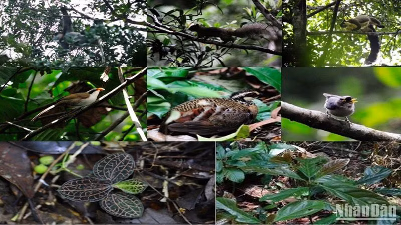 Đa dạng các loài động vật, thực vật tại Vườn quốc gia Tà Đùng.