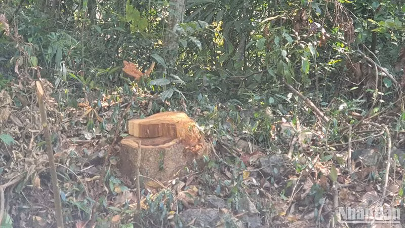 Các đối tượng đã tổ chức khai thác trái phép 569 cây rừng dọc đường tuần tra biên giới, khối lượng lâm sản còn lại hiện trường thu giữ được là 32,623 m3 gỗ và 30,634 Ster củi; chủng loại Phượng rừng, Bồm bộp, Chò xót, SP… từ nhóm V-VIII.