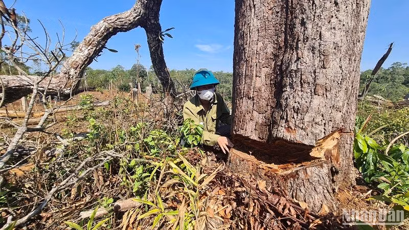 Rừng ở Đắk Nông còn tiếp tục bị triệt hạ nếu việc giao đất, giao rừng vẫn còn nhiều bất cập, buông lỏng trong quản lý như thời gian qua. Rừng ở Đắk Nông còn tiếp tục bị triệt hạ nếu việc giao đất, giao rừng vẫn còn nhiều bất cập, buông lỏng trong quản lý như thời gian qua.