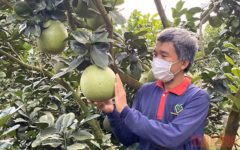 Bưởi của Việt Nam được phép nhập khẩu vào Newzealand kể từ ngày 15/11/2022.