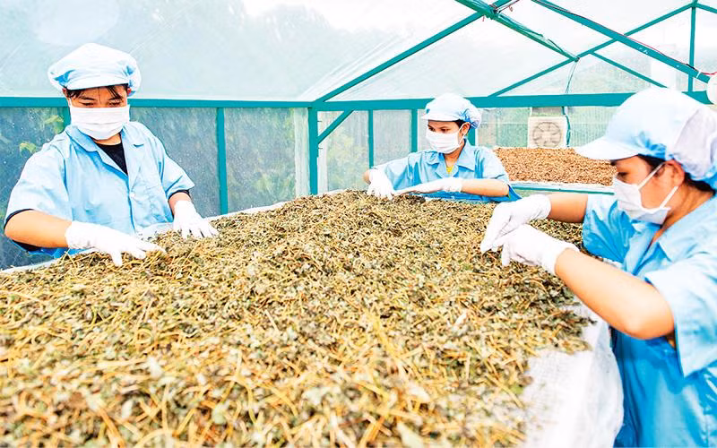 Công ty Thảo dược Tây Nguyên (tỉnh Kon Tum) tạo việc làm ổn định cho nhiều phụ nữ đồng bào dân tộc thiểu số. (Ảnh LỆ THỦY) 