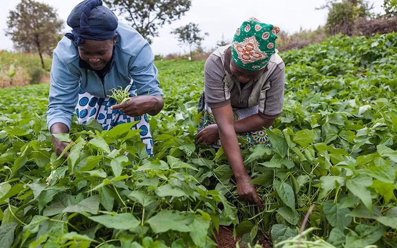 Nông dân ở Kenya canh tác nông nghiệp bền vững. (Ảnh AKDN) 