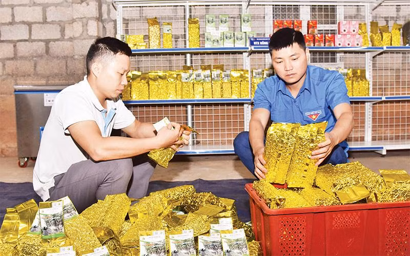 Ðóng gói chè tại Hợp tác xã chè Hồng Hà, xã Bằng Phúc, huyện Chợ Ðồn, tỉnh Bắc Kạn. (Ảnh TRỊNH PHÚ) 