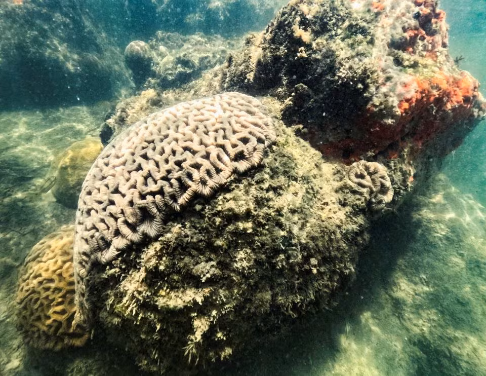 Một rạn san hô khỏe mạnh nằm dưới Cảng Miami, Flordia, Mỹ, bất chấp nhiệt độ cực cao vào ngày 14/7/2023. Ảnh: Reuters